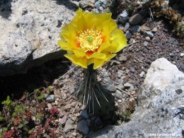 Opuntia phaecantha